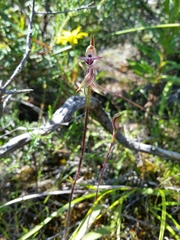 Caladenia cardiochila