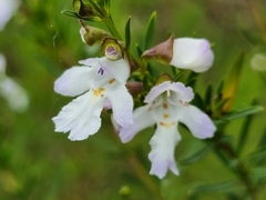 Prostanthera nivea