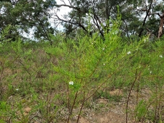 Prostanthera nivea