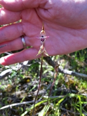 Caladenia cardiochila