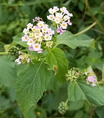 Lantana camara