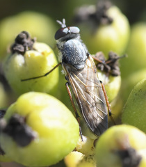 Ozodiceromyia nigrimana