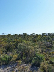 Caladenia cardiochila