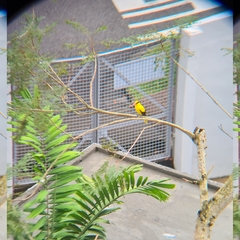 Oriolus chinensis