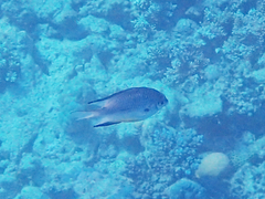 Amblyglyphidodon leucogaster