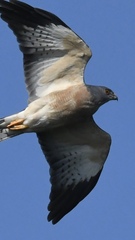 Accipiter soloensis