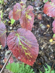 Viburnum lantanoides