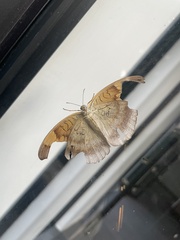 Tanaecia