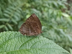 Mahathala ameria