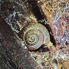 Excellaoma melbournensis