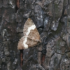 Spargania luctuata