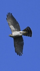 Accipiter gularis