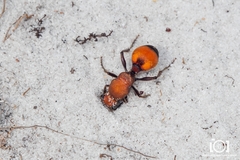 Dasymutilla bioculata