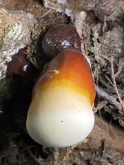 Ganoderma oregonense