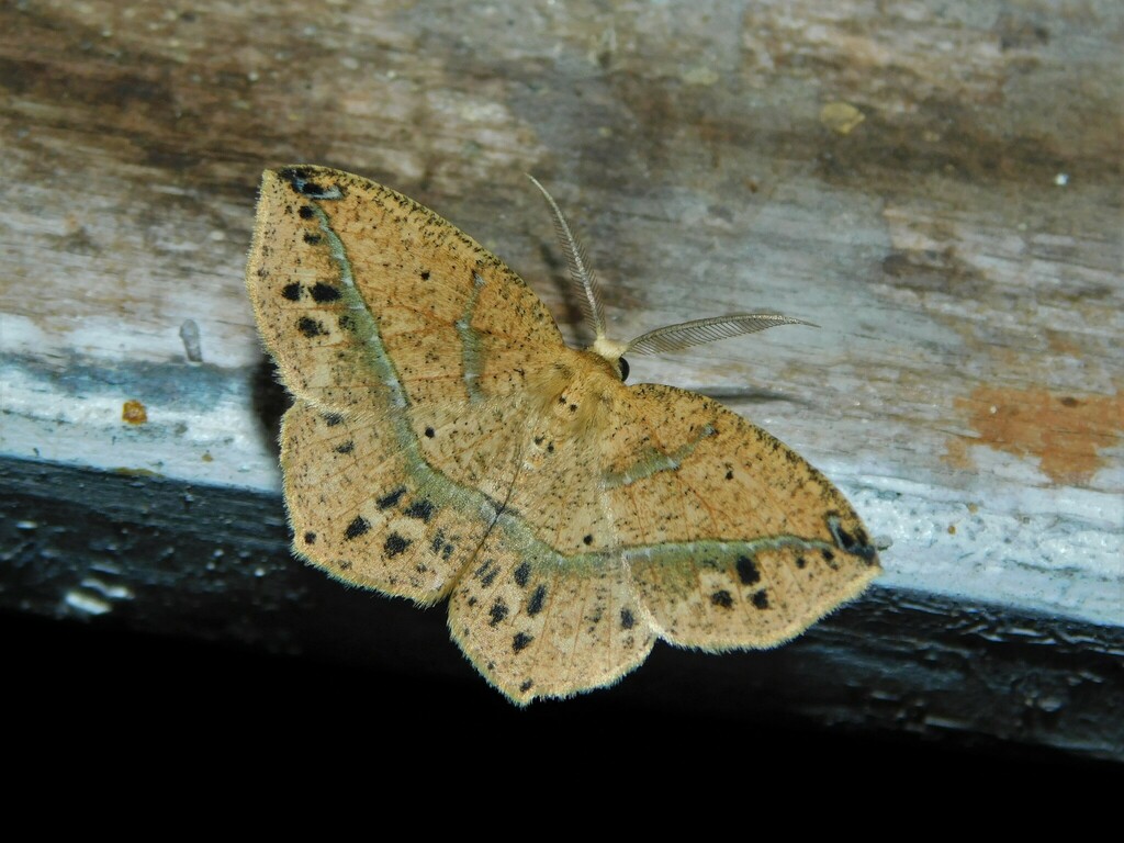 Epigynopteryx affirmata