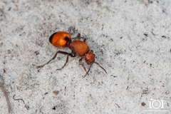 Dasymutilla bioculata