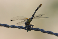 Erpetogomphus compositus