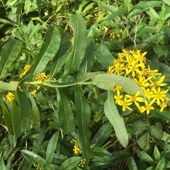 Senecio sarracenicus