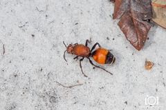 Dasymutilla bioculata