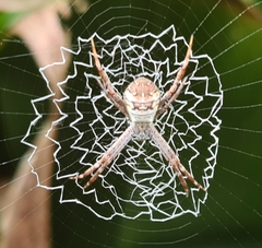 Argiope