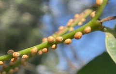 Eriococcus