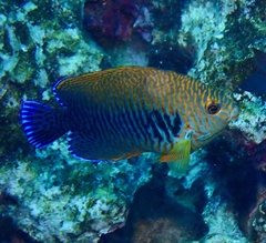 Centropyge potteri