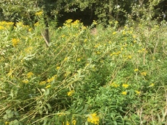 Senecio sarracenicus