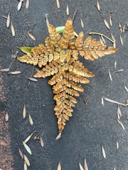 Davallia griffithiana