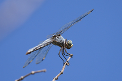 Libellula comanche