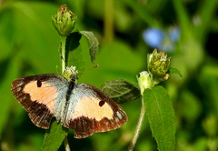 Colotis phisadia