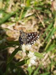 Spialia galba