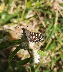 Spialia galba