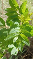 Fraxinus angustifolia