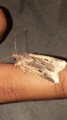 Feltia subterranea