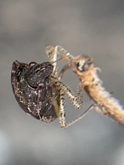 Eysarcoris