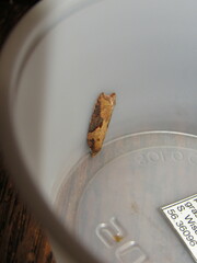 Acleris maccana