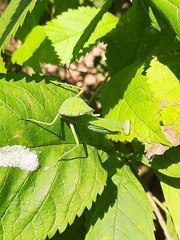 Hierodula tenuidentata