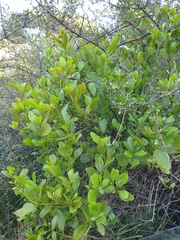 Ileostylus micranthus