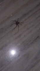 Loxosceles rufescens