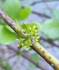 Ileostylus micranthus