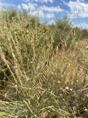 Bouteloua curtipendula