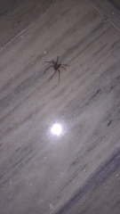 Loxosceles rufescens