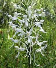 Platanthera blephariglottis conspicua