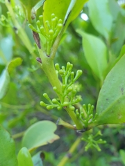 Ileostylus micranthus