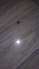 Loxosceles rufescens