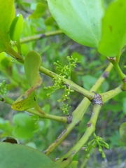 Ileostylus micranthus