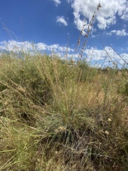 Bouteloua curtipendula