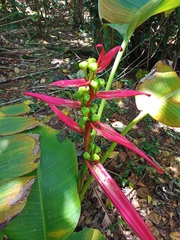 Heliconia aemygdiana