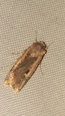 Feltia subterranea