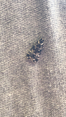 Scoparia exhibitalis